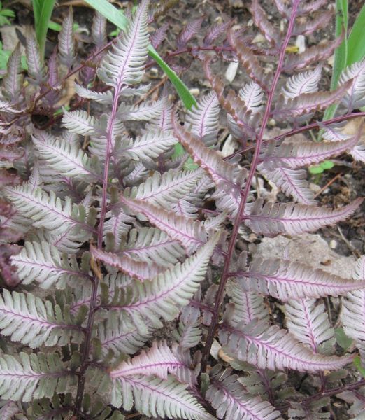 Athyrium niponicum 'Pewter Lace'
